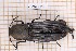  (Chalcolepidius obscurus - JT-ANT-1891)  @11 [ ] CC-by (2023) Julien Touroult Museum national d'Histoire naturelle, Paris