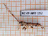  ( - BC-JT-ANT-112)  @11 [ ] Copyright (2020) Julien Touroult Museum national d'Histoire naturelle