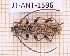  (Anelaphus nanus - JT-ANT-1596)  @11 [ ] Creative common (2022) Julien Touroult Museum national d'Histoire naturelle, Paris