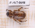  (Cyclocephala notata - JT-ANT-1648)  @11 [ ] Creative common (2022) Julien Touroult Museum national d'Histoire naturelle, Paris