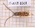  (Anelaphus cinereus - JT-ANT-1661)  @11 [ ] Creative common (2022) Julien Touroult Museum national d'Histoire naturelle, Paris