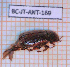  ( - BC-JT-ANT-169)  @11 [ ] Copyright (2020) Julien Touroult Museum national d'Histoire naturelle