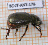  ( - BC-JT-ANT-176)  @11 [ ] Copyright (2020) Julien Touroult Museum national d'Histoire naturelle