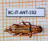  ( - BC-JT-ANT-192)  @11 [ ] Copyright (2020) Julien Touroult Museum national d'Histoire naturelle