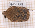 (Gymnetis undata - JT-ANT-2025)  @11 [ ] CC-by (2023) Julien Touroult Museum national d'Histoire naturelle, Paris