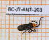  ( - BC-JT-ANT-203)  @11 [ ] Copyright (2020) Julien Touroult Museum national d'Histoire naturelle