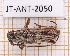  (Elaphidion androsensis - JT-ANT-2050)  @11 [ ] CC-by (2023) Julien Touroult Museum national d'Histoire naturelle, Paris