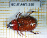  ( - BC-JT-ANT-230)  @11 [ ] Copyright (2020) Julien Touroult Museum national d'Histoire naturelle