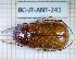  (Phyllophaga abudantuni - BC-JT-ANT-241)  @11 [ ] Copyright (2020) Julien Touroult Museum national d'Histoire naturelle