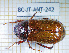  ( - BC-JT-ANT-242)  @11 [ ] Copyright (2020) Julien Touroult Museum national d'Histoire naturelle