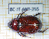  ( - BC-JT-ANT-255)  @11 [ ] Copyright (2020) Julien Touroult Museum national d'Histoire naturelle