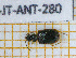  ( - BC-JT-ANT-280)  @11 [ ] Copyright (2020) Julien Touroult Museum national d'Histoire naturelle