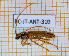  (Stizocera daudini - BC-JT-ANT-310)  @11 [ ] Copyright (2020) Julien Touroult Museum national d'Histoire naturelle