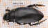  (Hydrophilus insularis - BC-JT-ANT-353)  @11 [ ] Copyright (2020) Julien Touroult Museum national d'Histoire naturelle