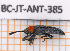  (Chalepus sanguinicollis - BC-JT-ANT-385)  @11 [ ] Copyright (2020) Julien Touroult Museum national d'Histoire naturelle