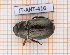  ( - JT-ANT-416)  @11 [ ] Copyright (2020) Julien Touroult Museum national d'Histoire naturelle