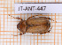  (Phyllophaga patrueloides - JT-ANT-447)  @11 [ ] Copyright (2020) Julien Touroult Museum national d'Histoire naturelle