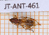  ( - JT-ANT-461)  @11 [ ] Copyright (2020) Julien Touroult Museum national d'Histoire naturelle