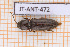  ( - JT-ANT-472)  @11 [ ] Copyright (2020) Julien Touroult Museum national d'Histoire naturelle