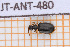  ( - JT-ANT-480)  @11 [ ] Copyright (2025) Julien Touroult Museum national d'Histoire naturelle