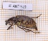  (Diaprepes famelicus - JT-ANT-529)  @11 [ ] CC-By (2021) Julien Touroult Muséum national d'histoire naturelle, Paris
