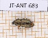  (Selenophorus alternans - JT-ANT-683)  @11 [ ] CC-By (2021) Julien Touroult Muséum national d'histoire naturelle, Paris