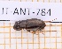  (Selenophorus latior - JT-ANT-784)  @11 [ ] CC-By (2021) Julien Touroult Muséum national d'histoire naturelle, Paris