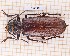  (Mallodonhoplus nobilis - JT-GF-445)  @11 [ ] CC-by (2023) Julien Touroult Museum national d'Histoire naturelle, Paris