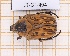  (Hoplopyga albiventris - JT-GF-494)  @11 [ ] CC-by (2023) Julien Touroult Museum national d'Histoire naturelle, Paris