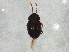  (Camiarinae - BIOUG02329-A01)  @12 [ ] CreativeCommons - Attribution (2013) CBG Photography Group Centre for Biodiversity Genomics