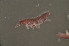  (Ceratophysella gibbosa - AUS_NSW_029)  @12 [ ] Copyright (2010) Unspecified South Australian Museum