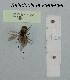  (Seladonia leucahenea - BCA1174)  @11 [ ] CC-BY-NC (2022) INRAE INRAE