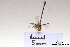  (Seladonia confusa alpina - BCA1367)  @11 [ ] CC-BY-NC (2022) ARTHROPOLOGIA ARTHROPOLOGIA