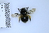  (Anthophora canescens laticincta - BCA2331)  @11 [ ] creative common (2023) Adrien Perrard Sorbonne Universite