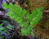  (Adiantum latifolium - RBRL 25)  @11 [ ] CreativeCommons - Attribution Non-Commercial Share-Alike (2013) Smitha Hegde and Shaiesh Morajkar St. Aloysius College