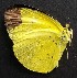  ( - JEB 2)  @11 [ ] Copyright (2017) Entopia Penang Butterfly Farm Unspecified