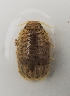  (Sphaeroma serratum - UNMDP-I 043)  @13 [ ] Unspecified (default): All Rights Reserved  Unspecified Unspecified