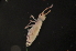  (Lepidobrya sp - NZCI_033)  @14 [ ] Copyright (2010) Unspecified South Australian Museum