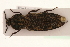  (Danosoma conspersum - MP00420)  @13 [ ] CreativeCommons - Attribution (2010) Unspecified Centre for Biodiversity Genomics