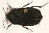  (Silphidae - MP00422)  @16 [ ] CreativeCommons - Attribution (2010) Unspecified Centre for Biodiversity Genomics