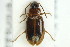  (Dicheirotrichus rufithorax - ZMUO.000406)  @13 [ ] CreativeCommons - Attribution Non-Commercial (2012) Marko Mutanen University of Oulu