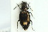  (Bembidion bipunctatum - ZMUO.000456)  @13 [ ] CreativeCommons - Attribution Non-Commercial (2012) Marko Mutanen University of Oulu