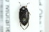 (Hydroporus fuscipennis - ZMUO.000532)  @13 [ ] CreativeCommons - Attribution Non-Commercial (2012) Marko Mutanen University of Oulu