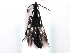  (Philonthus cognatus - MP00261)  @14 [ ] CreativeCommons - Attribution (2010) Unspecified Centre for Biodiversity Genomics