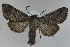 (Lasionycta skraelingia - MM23203)  @13 [ ] CreativeCommons - Attribution Non-Commercial (2012) Marko Mutanen University of Oulu