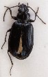  (Bembidion hyperboraeorum - ZMUO.013110)  @13 [ ] CreativeCommons - Attribution Non-Commercial (2014) Marko Mutanen University of Oulu