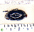  (Lagochile sparsa guyanensis - BC2_COL_GFR_005)  @11 [ ] CC-By (2022) Pierre-Henri Dalens Research collection of Pierre-Henri Dalens