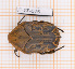  (Hoplopyga liturata - JT-GF-076)  @11 [ ] Copyright (2020) Julien Touroult Museum national d'Histoire naturelle