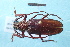  (Trichophysis obscura - CLV7927)  @11 [ ] CreativeCommons  Attribution Non-Commercial Share-Alike (2018) Carlos Lopez Vaamonde Institut National de la Recherche Agronomique, Zoologie Forestiere