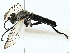  (Coleomyia alticola - BIOUG97730-H08)  @11 [ ] CreativeCommons - Attribution (2023) CBG Photography Group Centre for Biodiversity Genomics